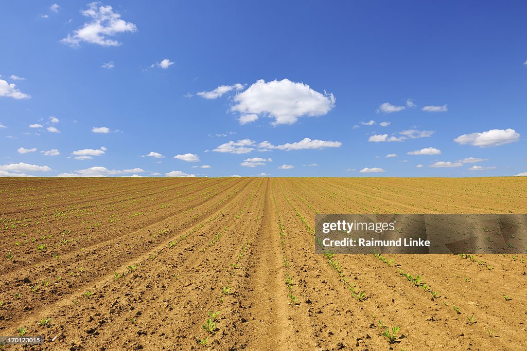 Corn Field in the Spring