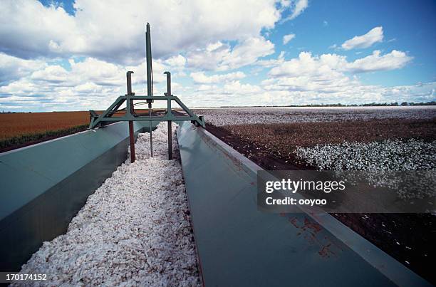 cotton harvesting - cottonfield stock pictures, royalty-free photos & images