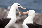 Black-Browed Albatross Pair, Falkland Islands