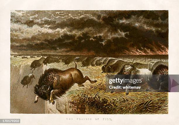 prairie on fire - buffalo stock illustrations