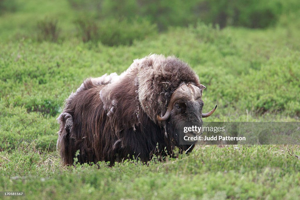 Nome Muskox