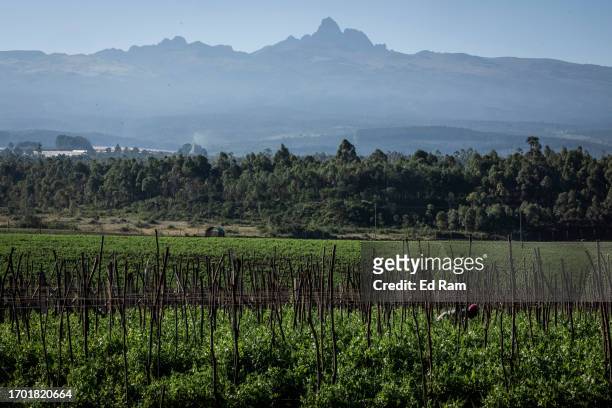 Mount Kenya is seen on the horizon line as a woman tends to crops on September 26, 2023 near Mount Kenya National Park, Kenya. The second-highest...