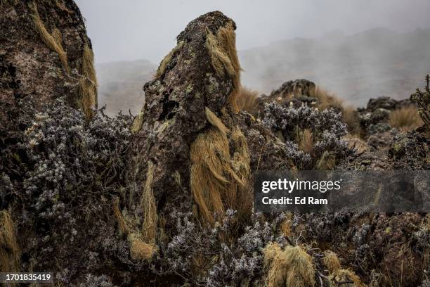 Old man's beard lichen grows on rocks on September 27, 2023 in Mount Kenya National Park, Kenya. The second-highest peak in Africa, Mount Kenya,...