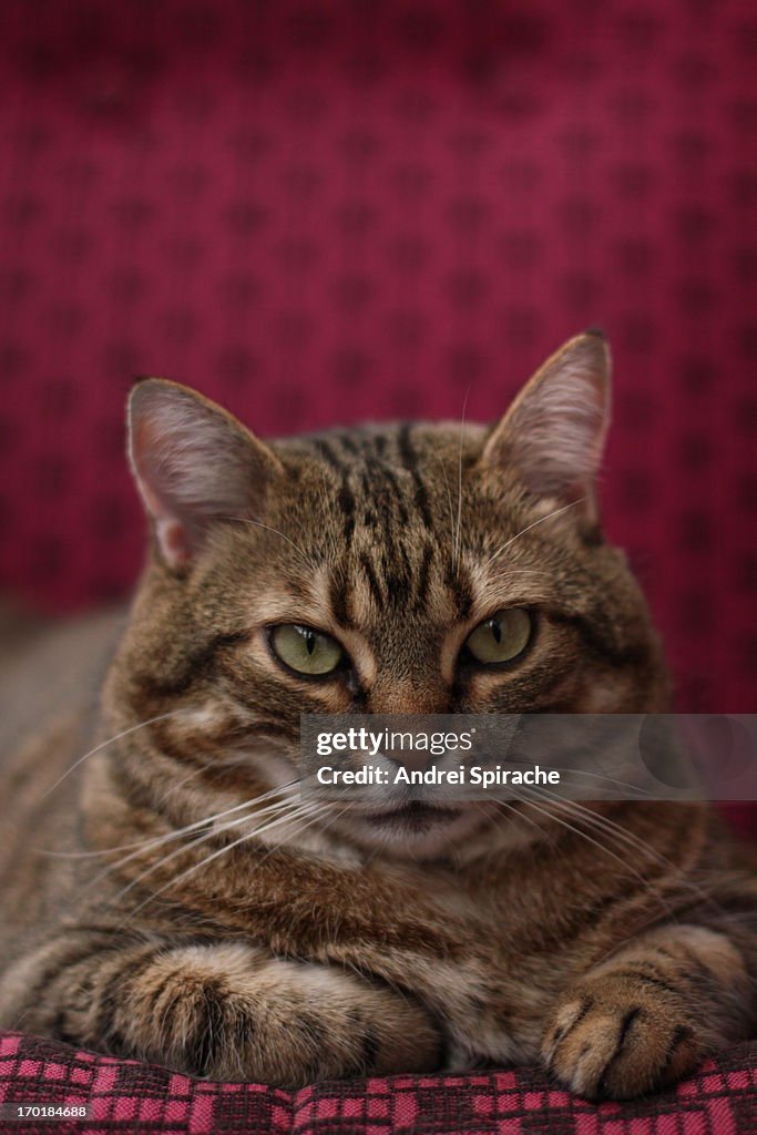 Tabby cat staring into the camera