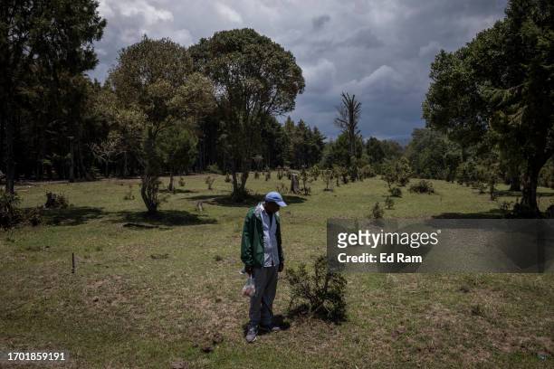 Porter looks at a young olive tree in a plantation on September 29, 2023 near Naro Moru outside Mount Kenya National Park, Kenya. The second-highest...