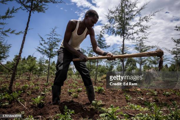 Farmer tends to potatoes around a pine tree plantation on September 29, 2023 in Mount Kenya National Park, Kenya. The second-highest peak in Africa,...
