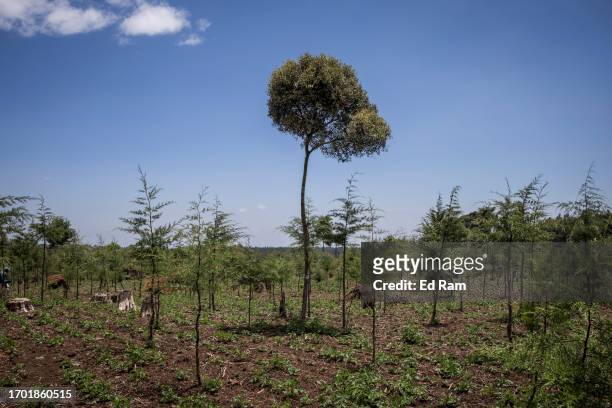 An olive tree grows in a pine tree plantation on September 29, 2023 in Mount Kenya National Park, Kenya. The second-highest peak in Africa, Mount...