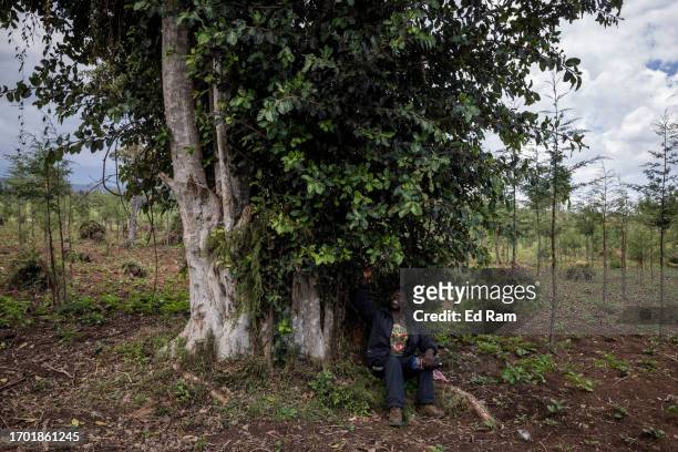 Porter and Chef Joseph Kimani sits under a fig tree, sacred according to local beliefs, in a pine tree in a plantation on September 29, 2023 near...