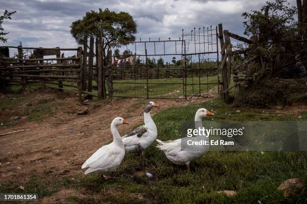 Geese walk in Gitinga Village, where 60% of the men work as mountain porters accounting to locals, on September 29, 2023 in Mount Kenya National...