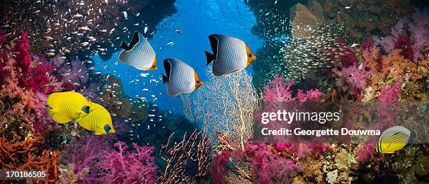 coral reef scenery - coral cnidario fotografías e imágenes de stock