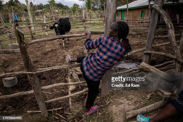 Porter Johana Macharia's daughter tends to a cow at his home in Gitinga Village, where 60% of the men work as mountain porters accounting to locals,...