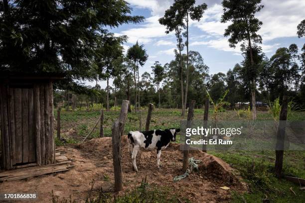 Young cow stands in porter Johana Macharia's home in Gitinga Village, where 60% of the men work as mountain porters accounting to locals, on...
