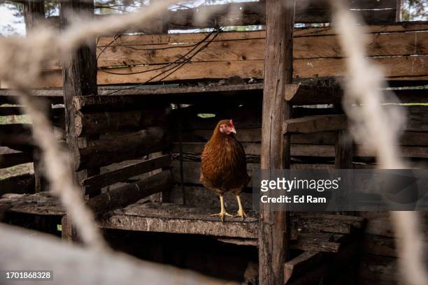Chicken stands in a coop in porter Johana Macharia's home in Gitinga Village, where 60% of the men work as mountain porters accounting to locals, on...