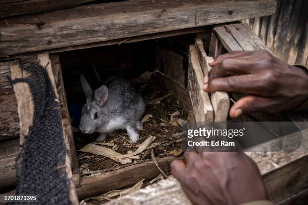 Porter and Chef Joseph Kimani, looks at a rabbit for eating at his home in Gitinga Village, where 60% of the men work as mountain porters accounting...