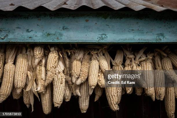 Corn hangs to dry in Porter Johana Macharia home in Gitinga Village, where 60% of the men work as mountain porters accounting to locals, on September...
