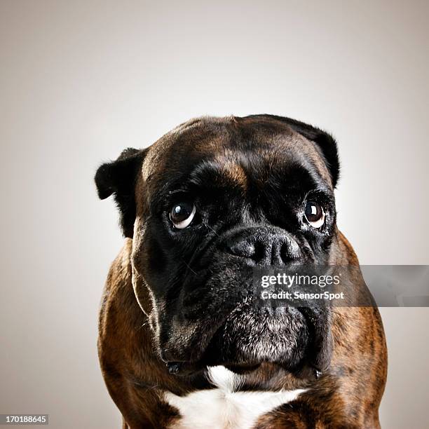 boxer dog portrait - ugly dog 個照片及圖片檔