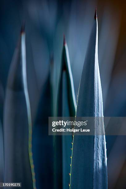 detail of agave at leyva tequila distillery - jalisco mexico stock pictures, royalty-free photos & images