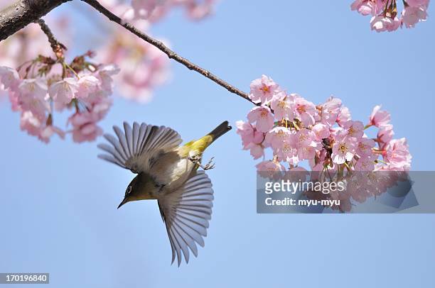 japanese white-eye and cherry blossoms - wild cherry tree stock-fotos und bilder