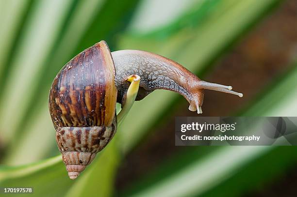 reaching out - garden snail stock pictures, royalty-free photos & images