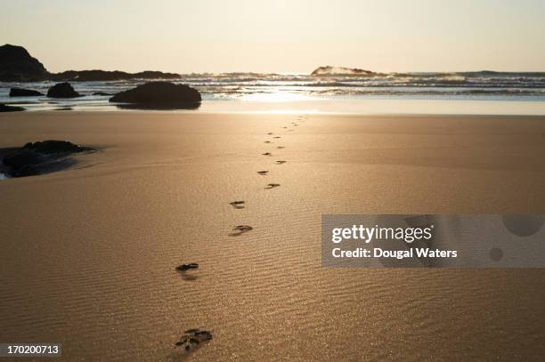 footsteps leading towards sea at beach. - voetstappen stockfoto's en -beelden