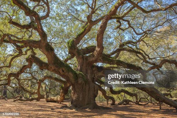 the angel oak - angel oak tree stock-fotos und bilder