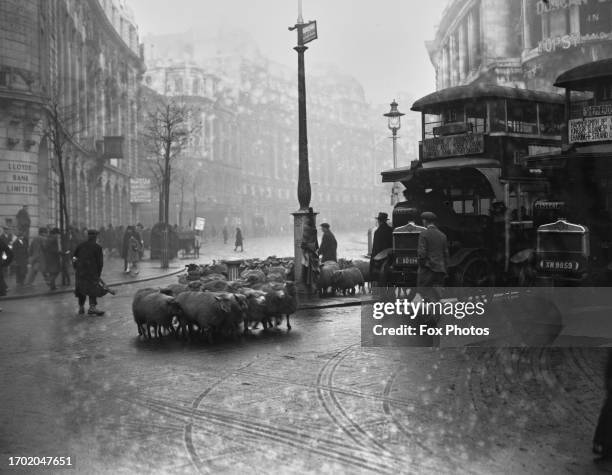 Traffic is halted as a flock of sheep cross a road on The Strand, London, 1928.