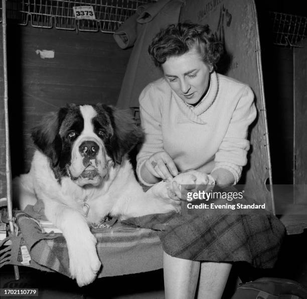 Woman sits beside a St Bernard to examine its paw during the Crufts dog show, Olympia, London, February 8th 1957.