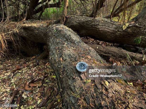 Confused Compass Photos and Premium High Res Pictures - Getty Images