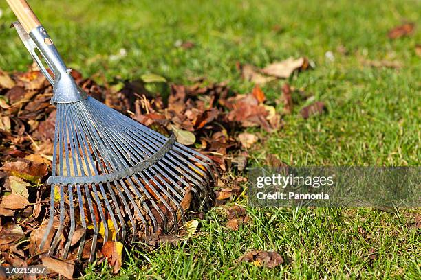 rake, leaves on grass in garden - september garden stock pictures, royalty-free photos & images