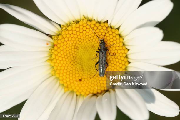 Beetle sits on a wild daisy at 'Thurrock Thameside Nature Park' on June 6, 2013 in Thurrock, England. The 120 acres of grass, bramble and shrub that...