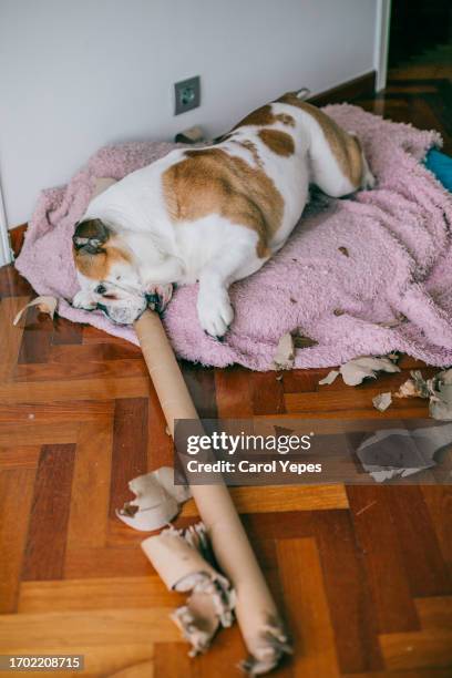pet bitting a cardboard tube at home - butting stock pictures, royalty-free photos & images
