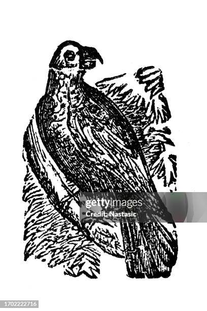 parrot - parakeet stock illustrations
