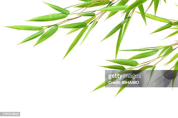 folhas de bambu - bambu - fotografias e filmes do acervo