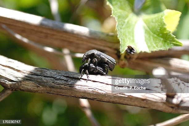 Cockroach Matching 58 Cockroach Love Stock Photos, High-Res Pictures, and Images - Getty ...