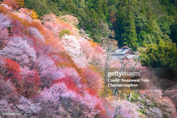 full bloom cherry blossom (sakura) at yoshinoyama - mt. yoshino, nara prefecture, japan, asia - hanami stock-fotos und bilder