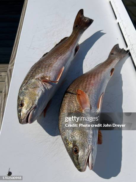 Red Fish Table Redfish Fillet Photos and Premium High Res Pictures - Getty Images