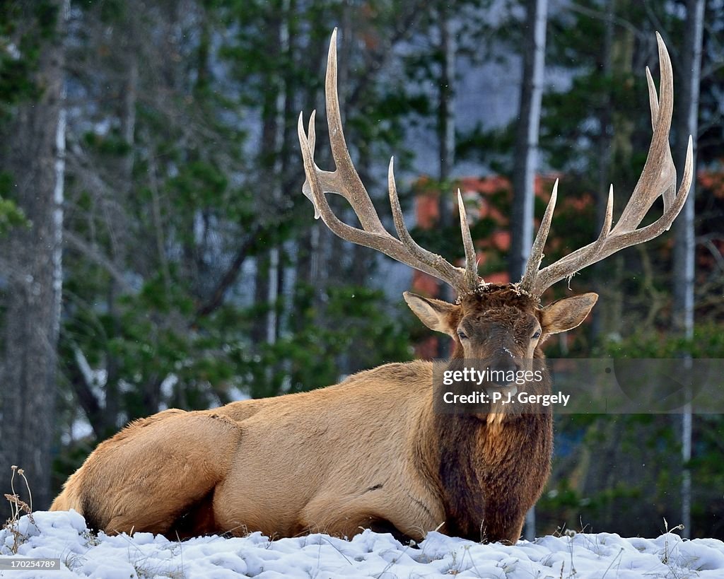 An elk