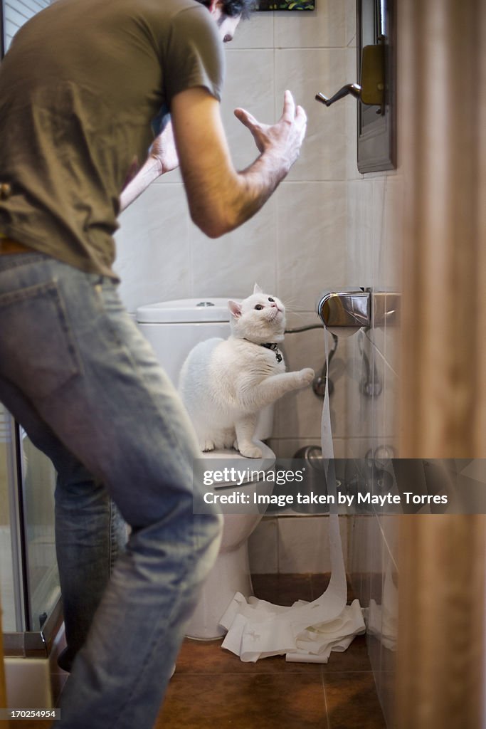 Cat misbehaving in toilet
