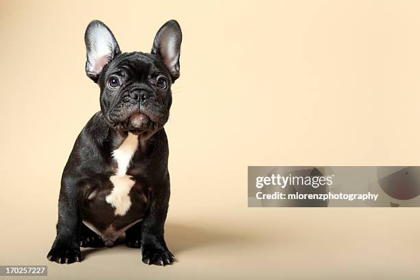 french bulldog puppy - bulldog photos et images de collection