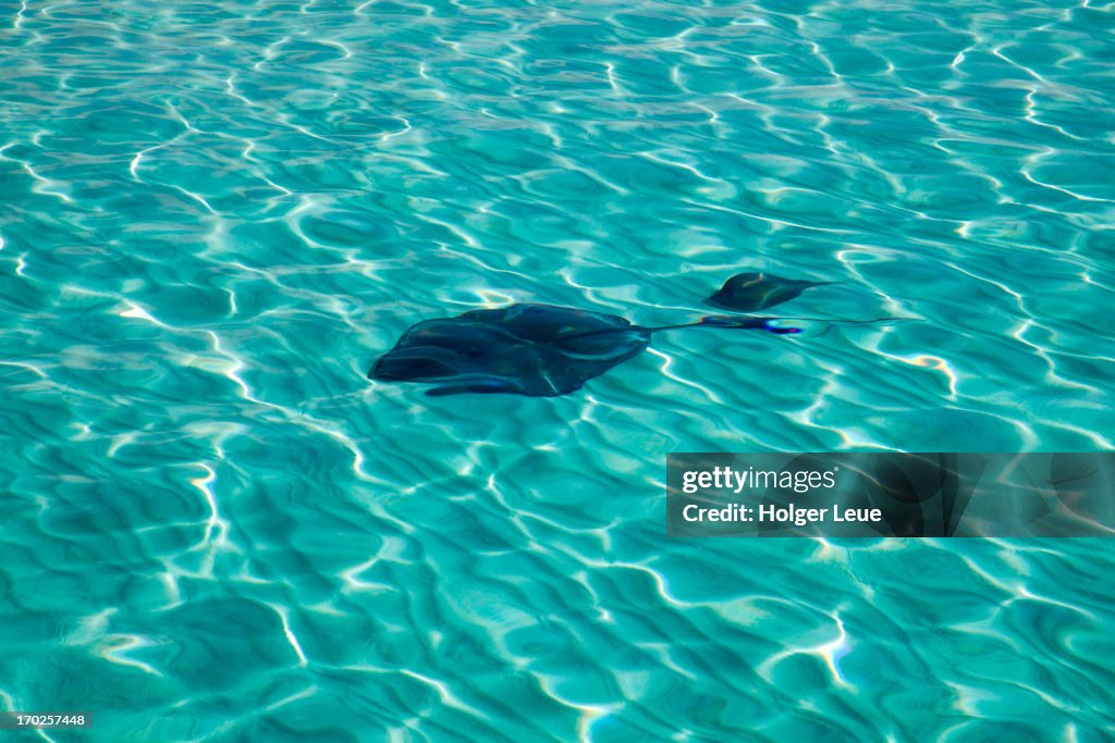 Two stingrays at Stingray City sand bank