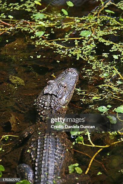 Alligator In Muddy Waters, Foto de stock