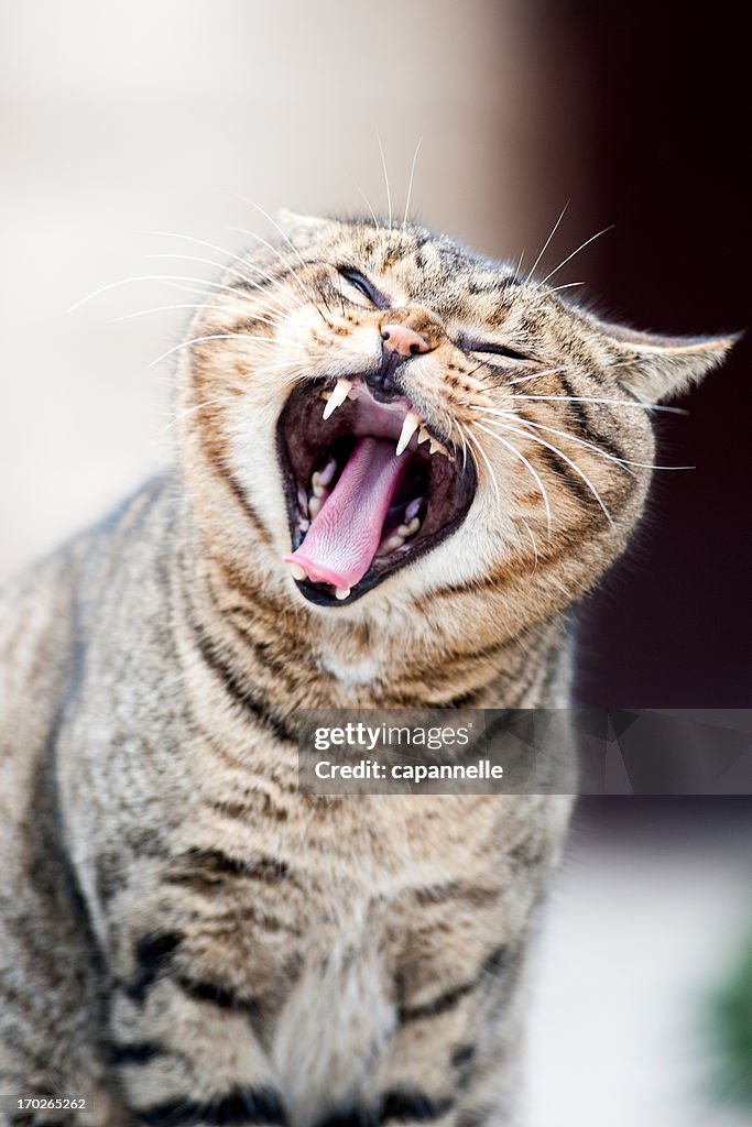 Yawning cat