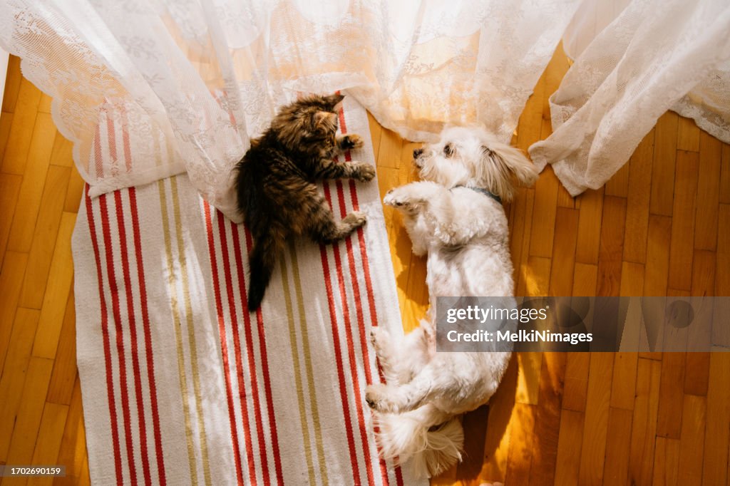 Amitié chien et chat