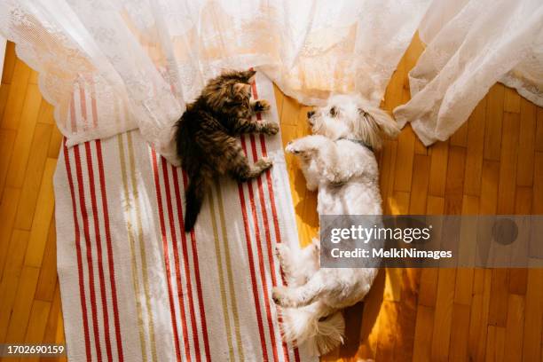 dog and cat friendship - domestic cat stock pictures, royalty-free photos & images