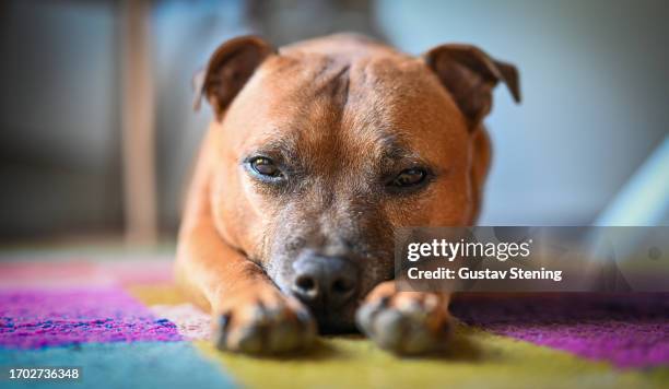 staffy on the carpet - staffordshire bull terrier stock pictures, royalty-free photos & images