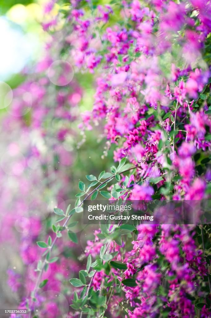 Lespedeza thunbergii