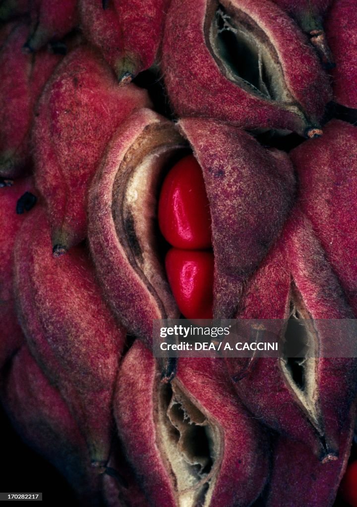 Southern magnolia fruit (Magnolia grandiflora)...