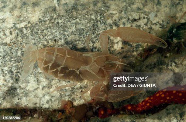 Alpheus Digitalis Snapping Shrimp Photos and Premium High Res Pictures - Getty Images