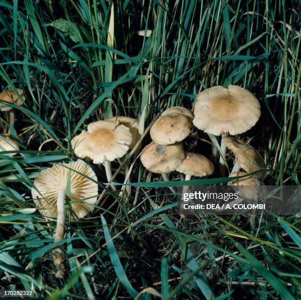 Examples of Scotch bonnet or Fairy ring mushroom , Tricholomataceae.