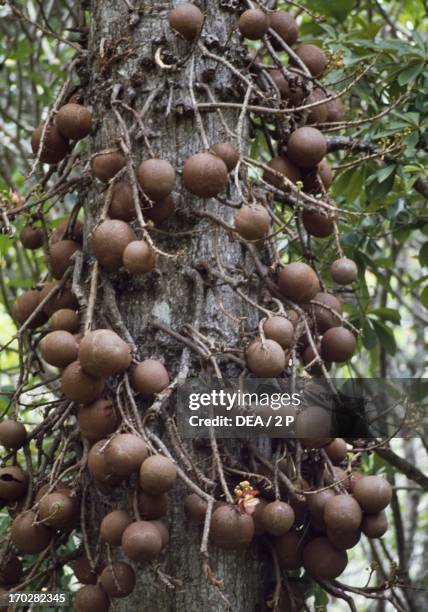 Cannonball Tree fruit , Lecitidaceae.